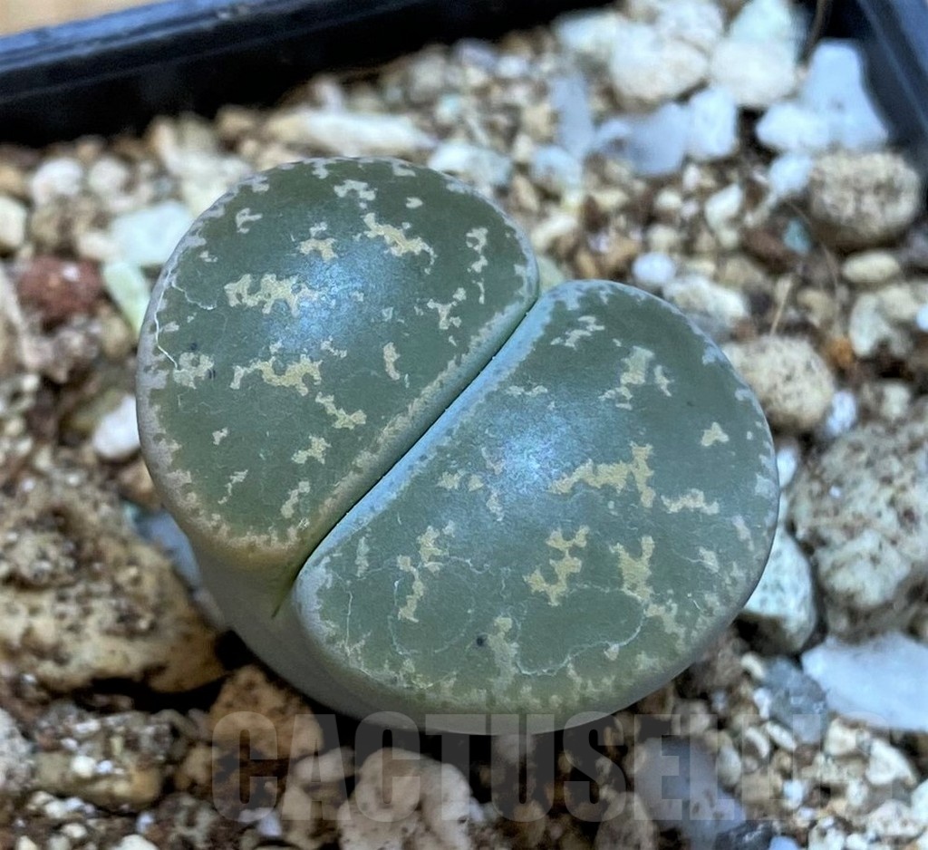 SH25060 Lithops lesliei 'Pietersburg'