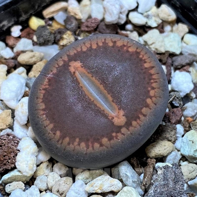 SH25061 Lithops aucampiae 'Open Window'