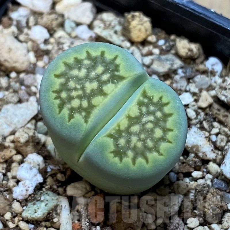 SH25062 Lithops hallii 'Green Soapstone'