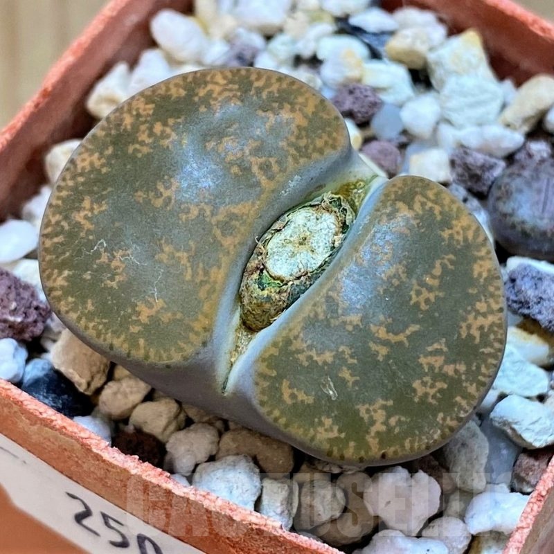 SH25063 Lithops lesliei v. hornii C364