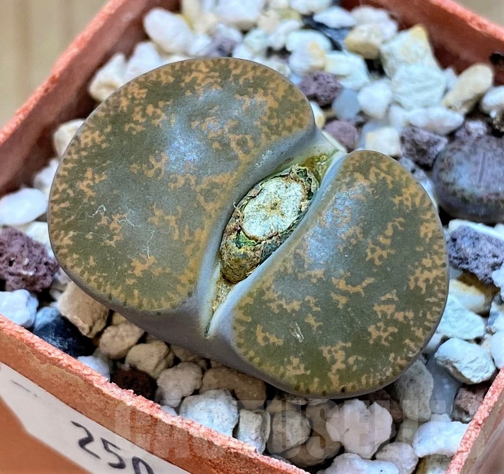 SH25063 Lithops lesliei v. hornii C364