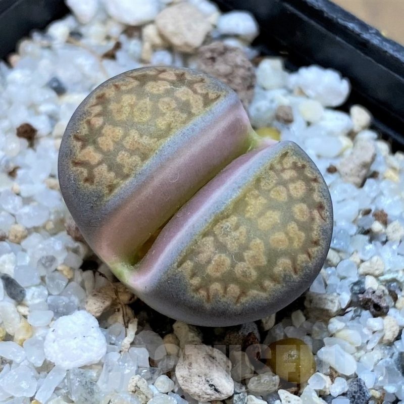 SH25064 Lithops julii