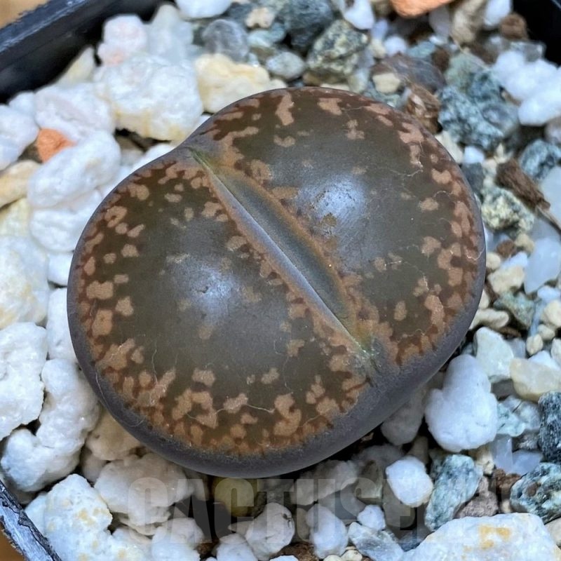 SH25065 Lithops aucampiae