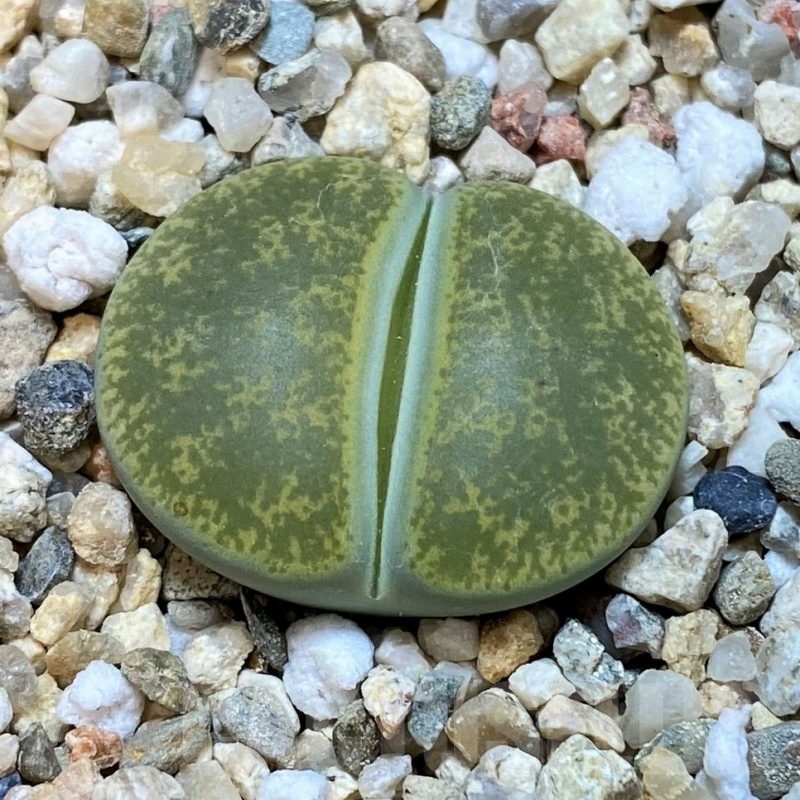 SH25066 Lithops lesliei v. albinica