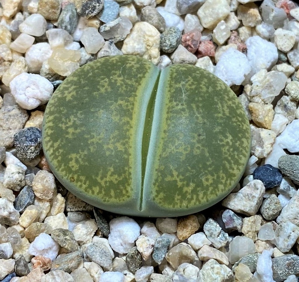 SH25066 Lithops lesliei v. albinica