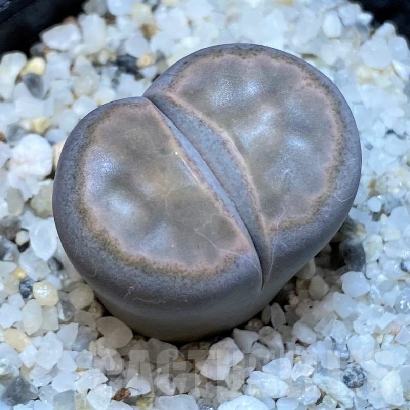 SH25067 Lithops karasmontana v. opalina