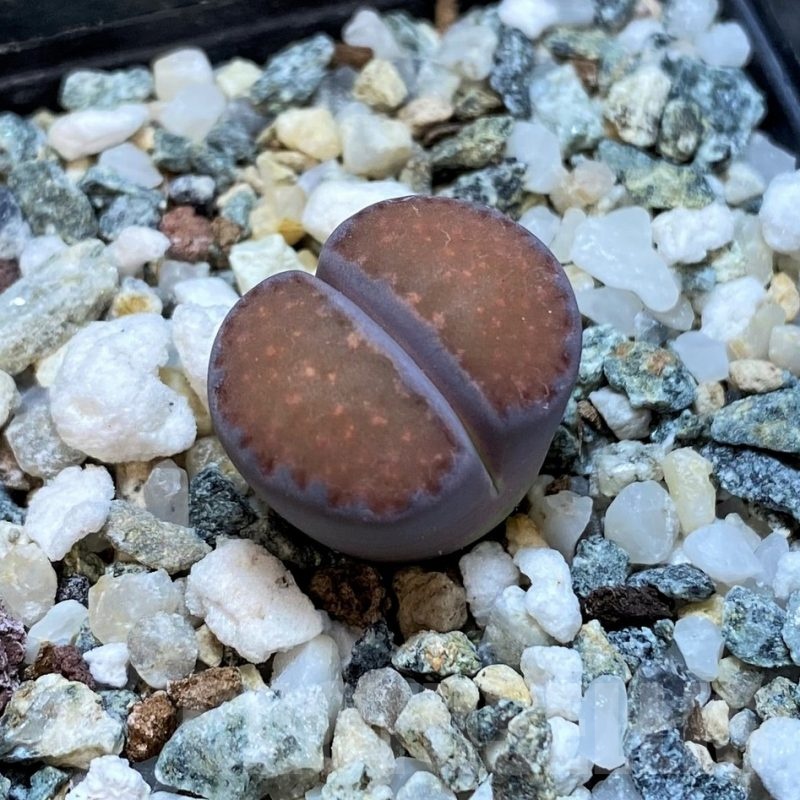 SH25068 Lithops salicola 'Sato's Violet' hybrid