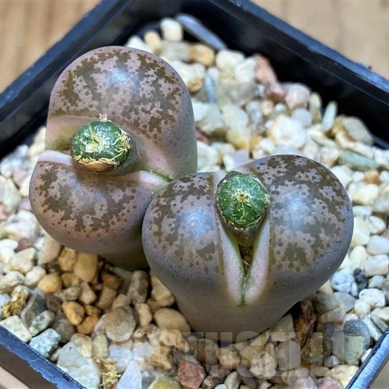 SH25069 Lithops coleorum