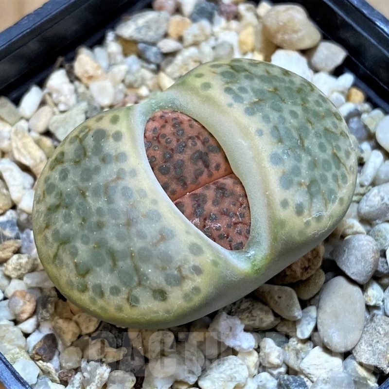 SH25070 Lithops fulviceps C278