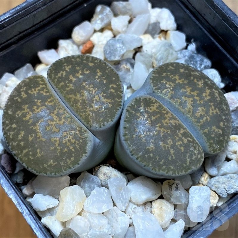 SH25071 Lithops lesliei