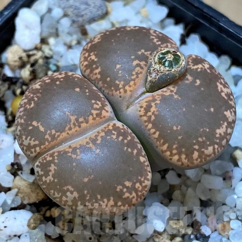 SH25072 Lithops lesliei v. hornii