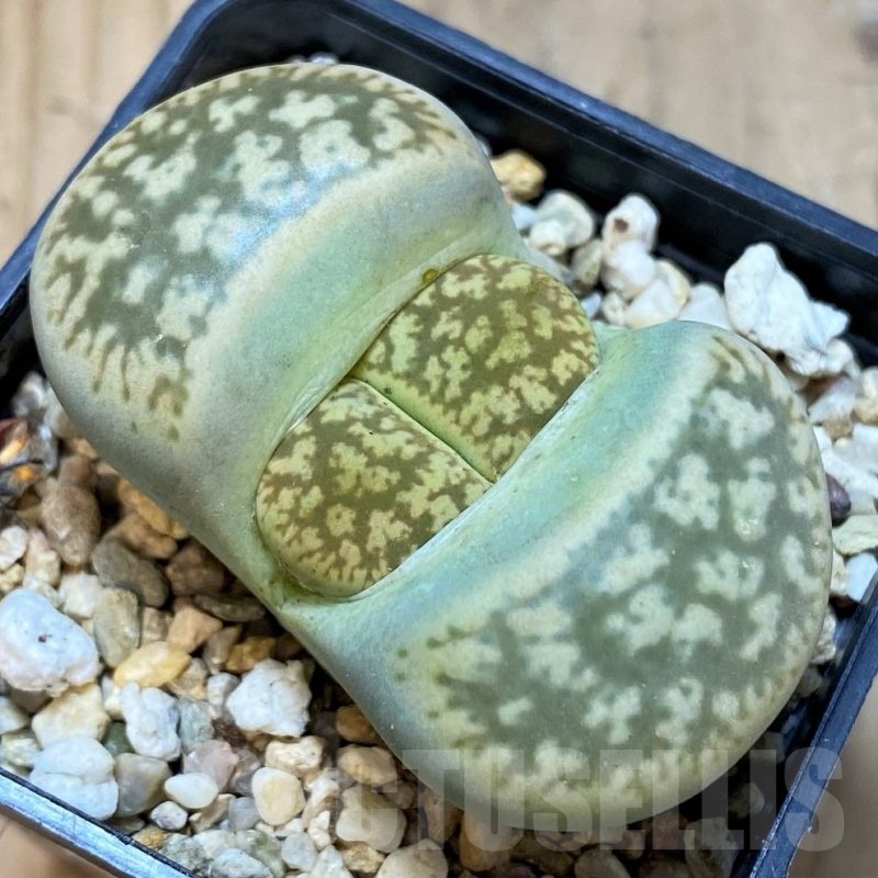 SH25073 Lithops gesinae