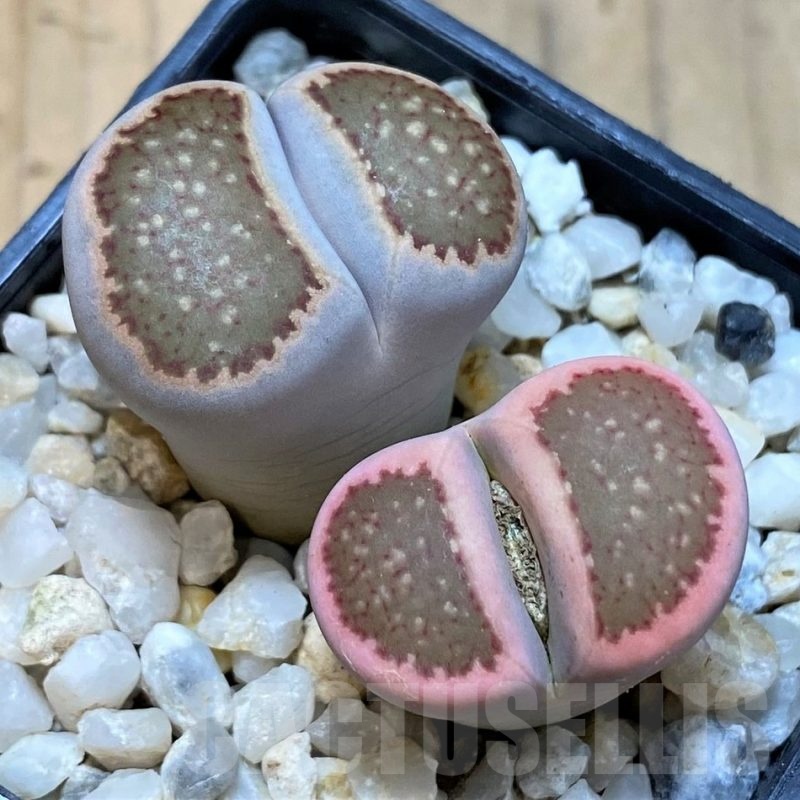 SH25074 Lithops julii ‘Kikushogiyoku’ hybrid f. variegata ?