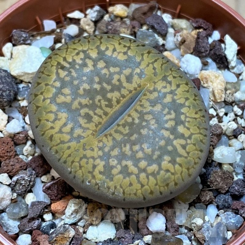 SH25075 Lithops aucampiae