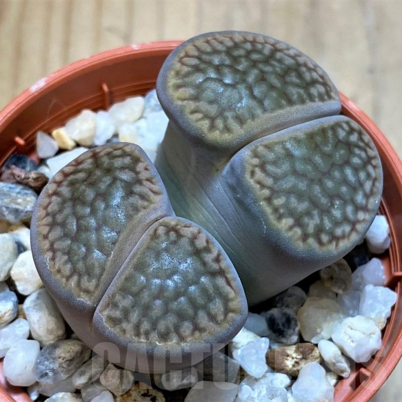 SH25076 Lithops hookeri