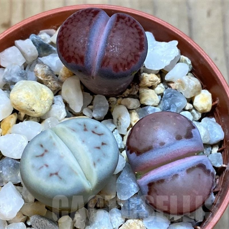 SH25077 Lithops mix