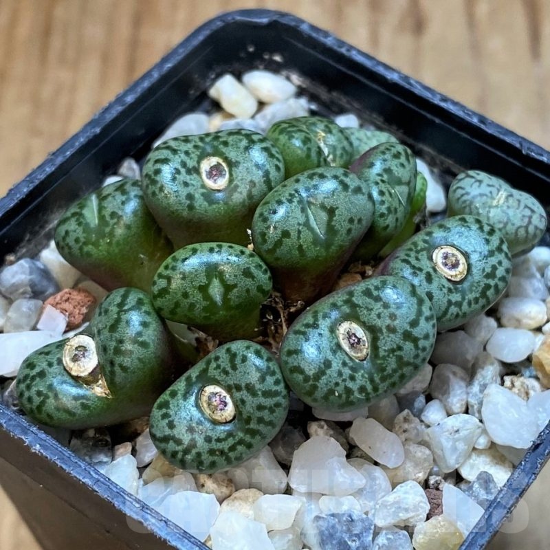 SH25078 Conophytum obcordellum