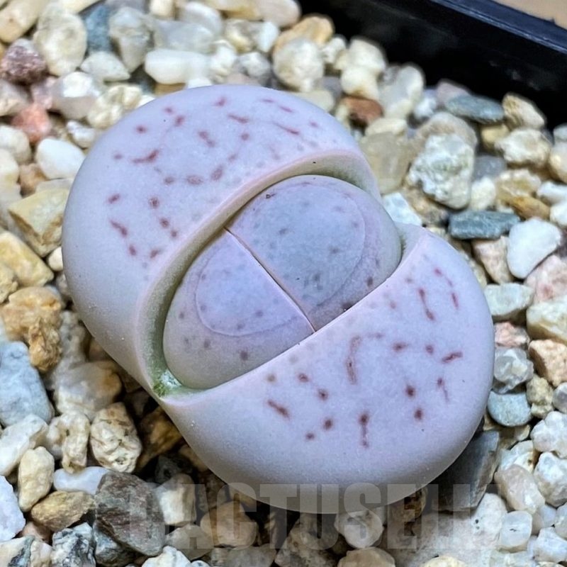 SH25079 Dinteranthus vanzylii