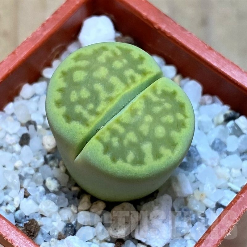 SH25080 Lithops hallii 'Green Soapstone'