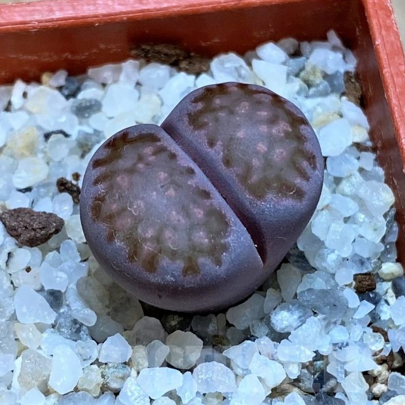 SH25081 Lithops salicola 'Sato's Violet' hybrid