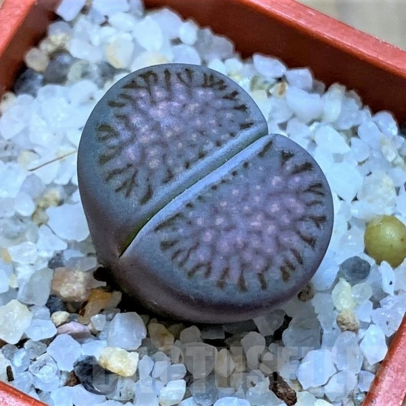 SH25082 Lithops salicola 'Sato's Violet' hybrid