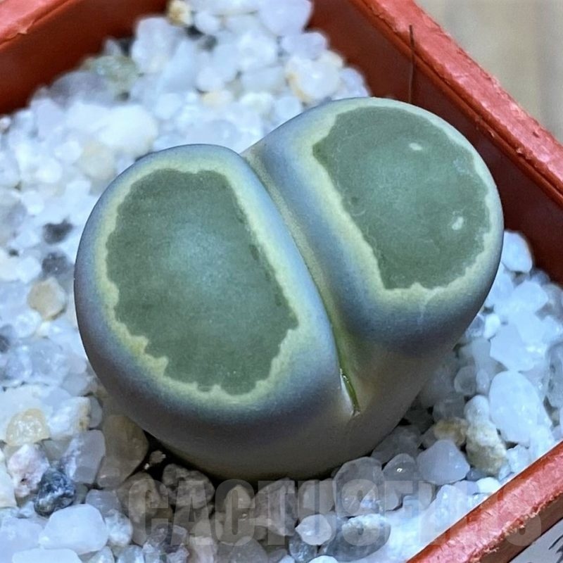 SH25083 Lithops salicola