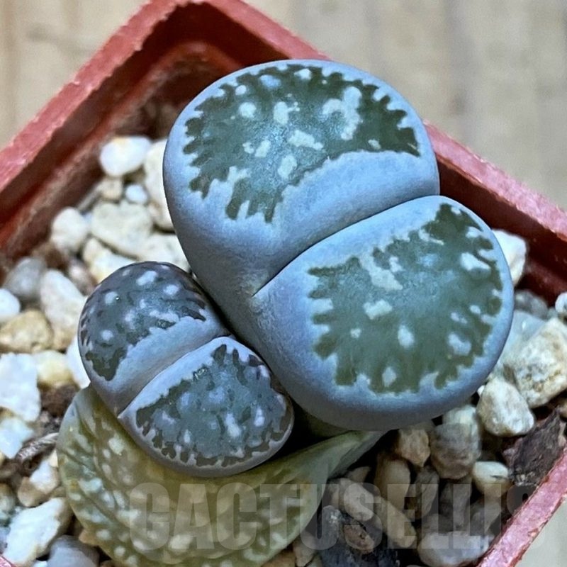 SH25084 Lithops salicola v. reticulata