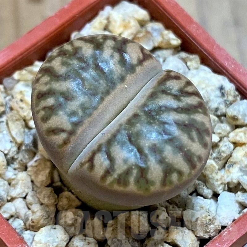 SH25085 Lithops bromfieldii 'Red Coral'
