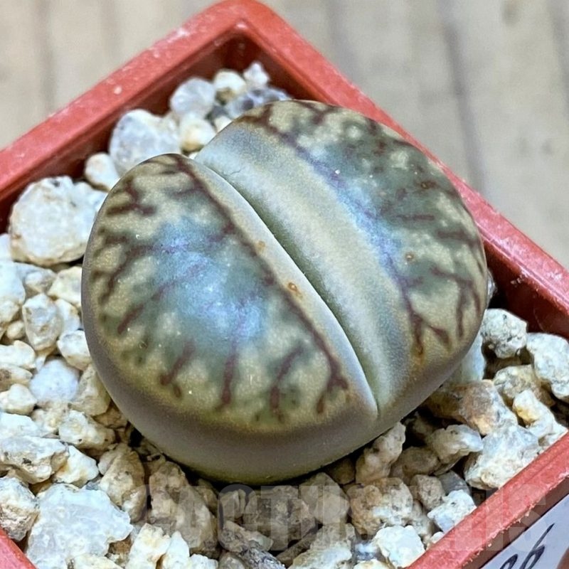 SH25086 Lithops bromfieldii 'Red Coral'