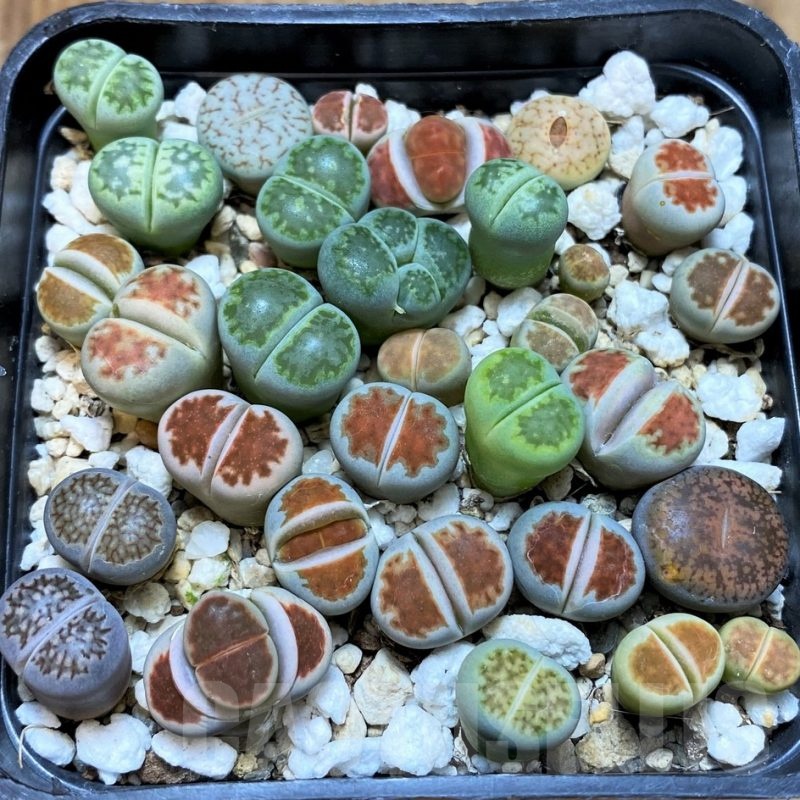 SH25035 Lithops mix