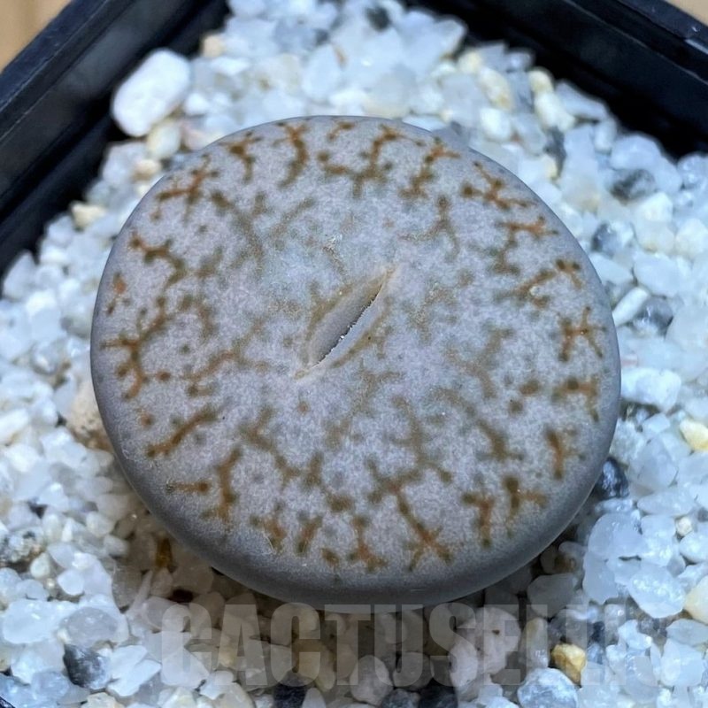 SH25036 Lithops pseudotruncatella