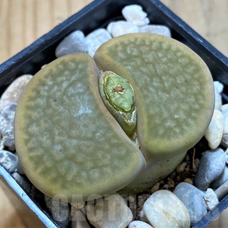 SH25037 Lithops hookeri, 7 years old