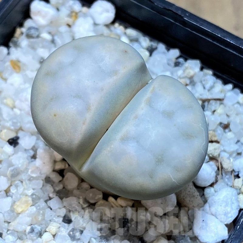 SH25038 Lithops karasmontana v. opalina