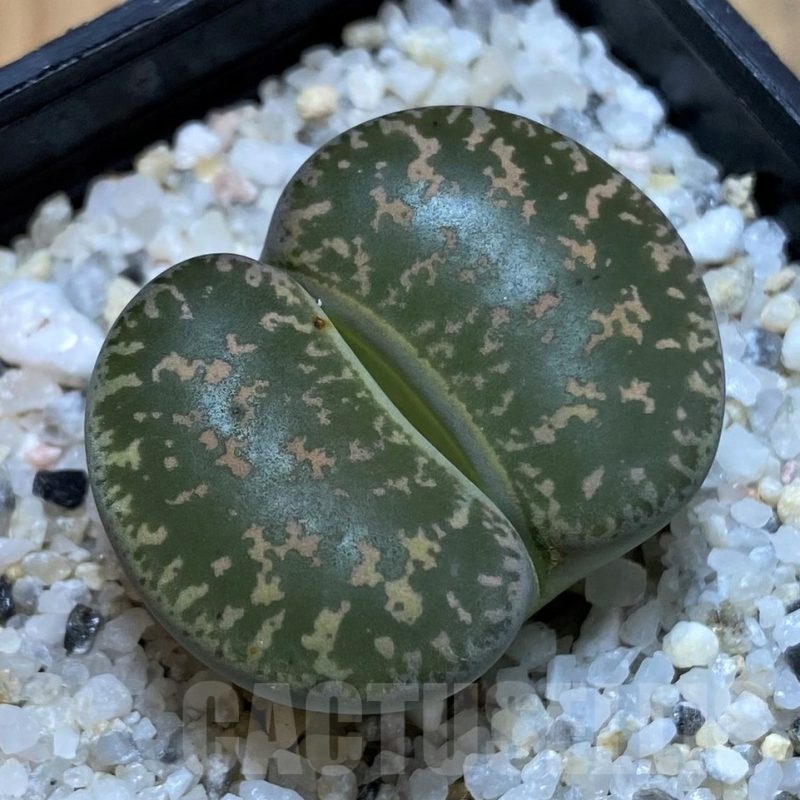 SH25039 Lithops lesliei