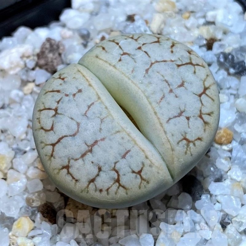 SH25040 Lithops gracilidelineata