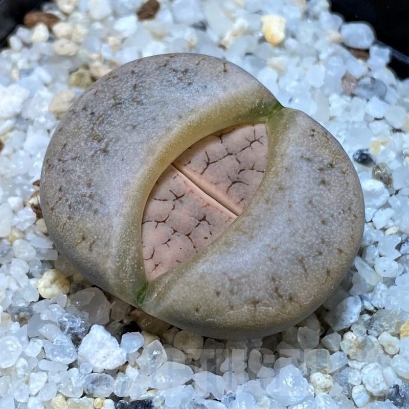 SH25041 Lithops gracilidelineata