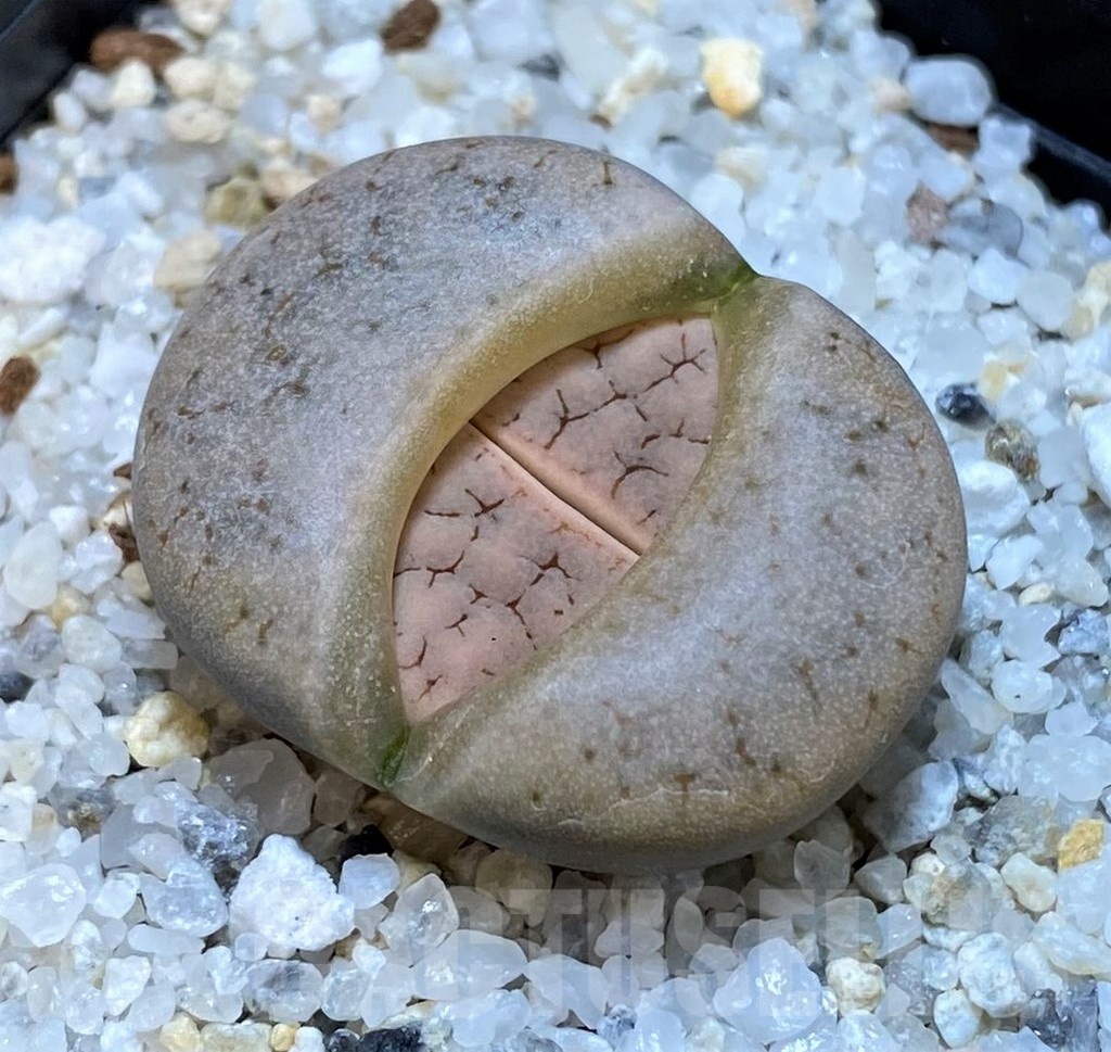 SH25041 Lithops gracilidelineata