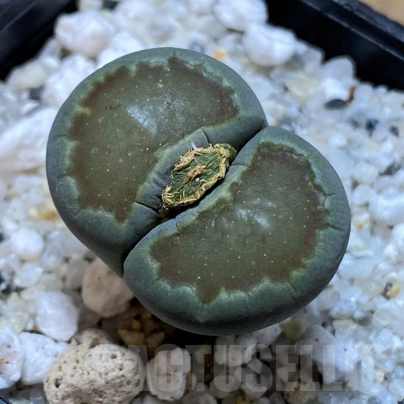 SH25042 Lithops salicola