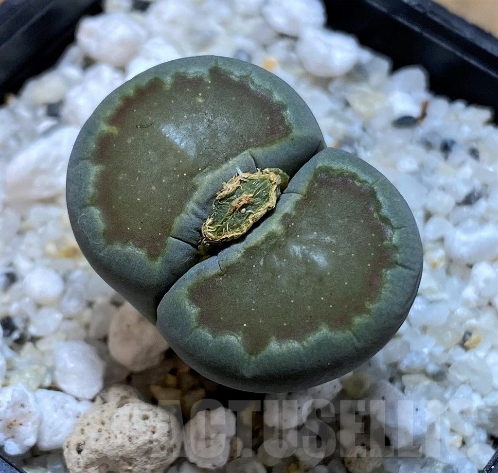 SH25042 Lithops salicola