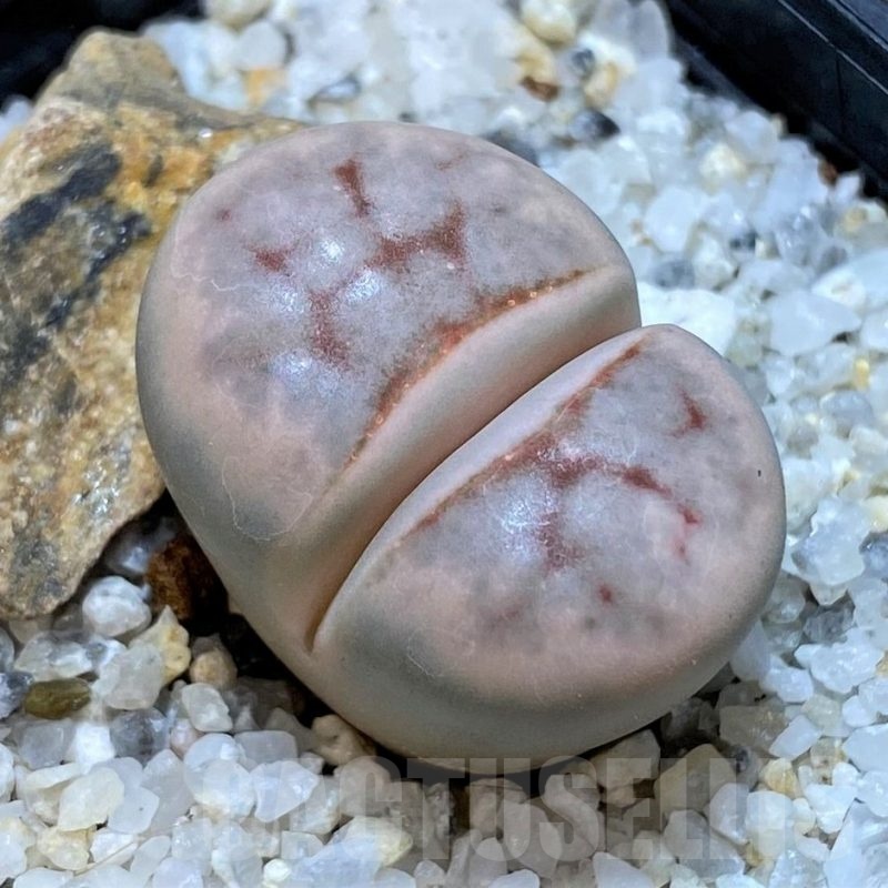 SH25043 Lithops karasmontana -select-