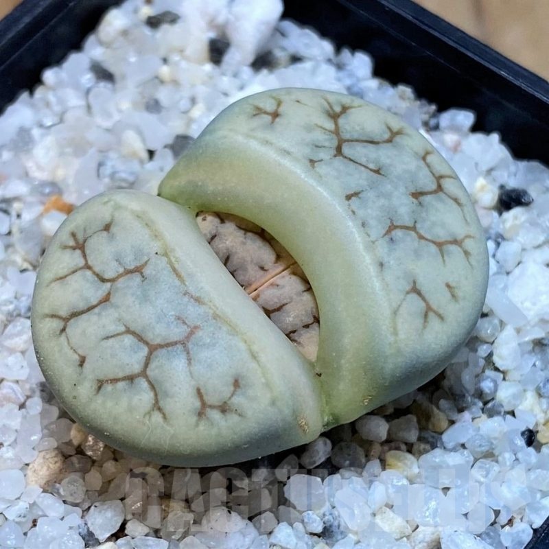 SH25044 Lithops gracilidelineata