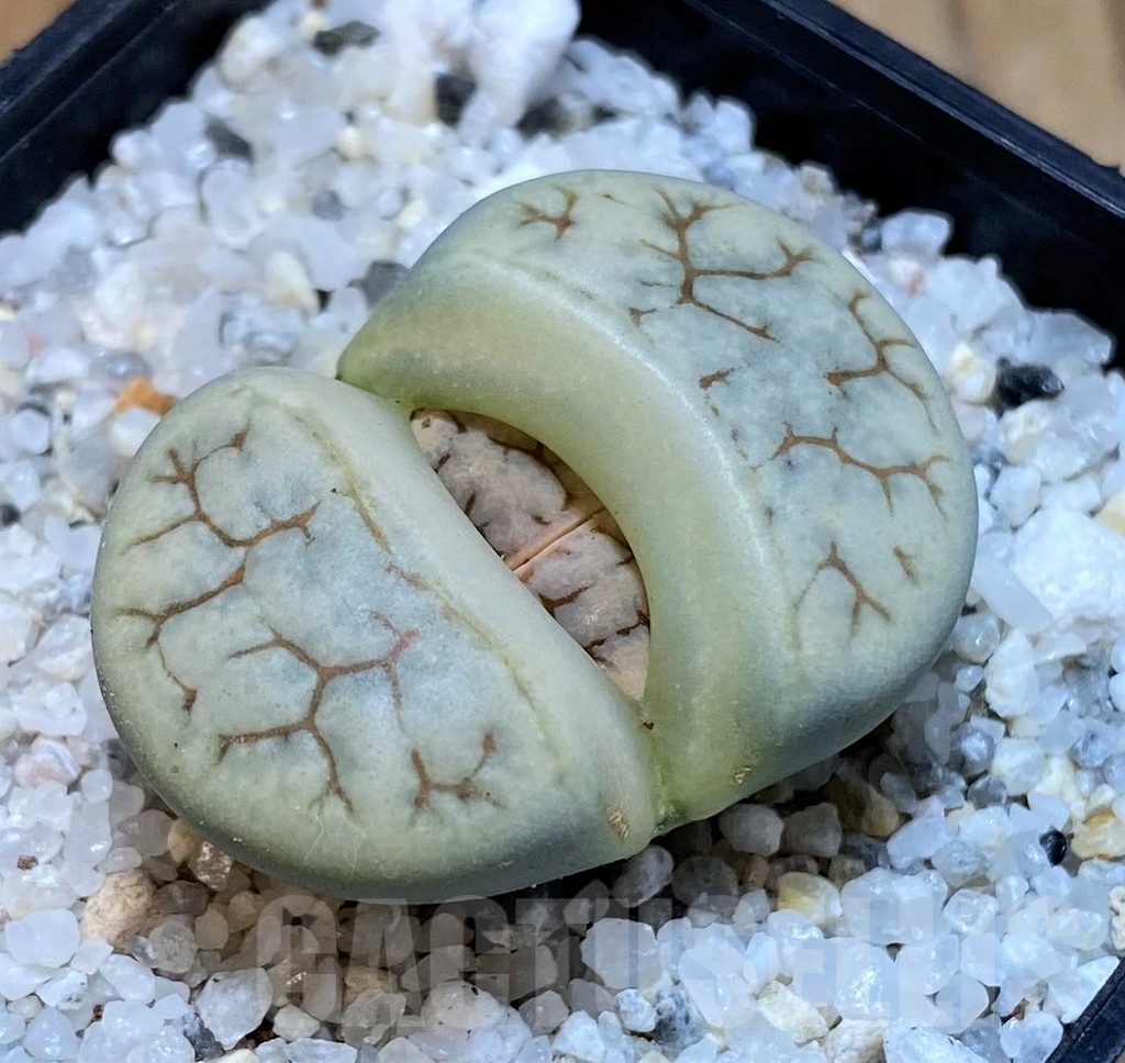 SH25044 Lithops gracilidelineata