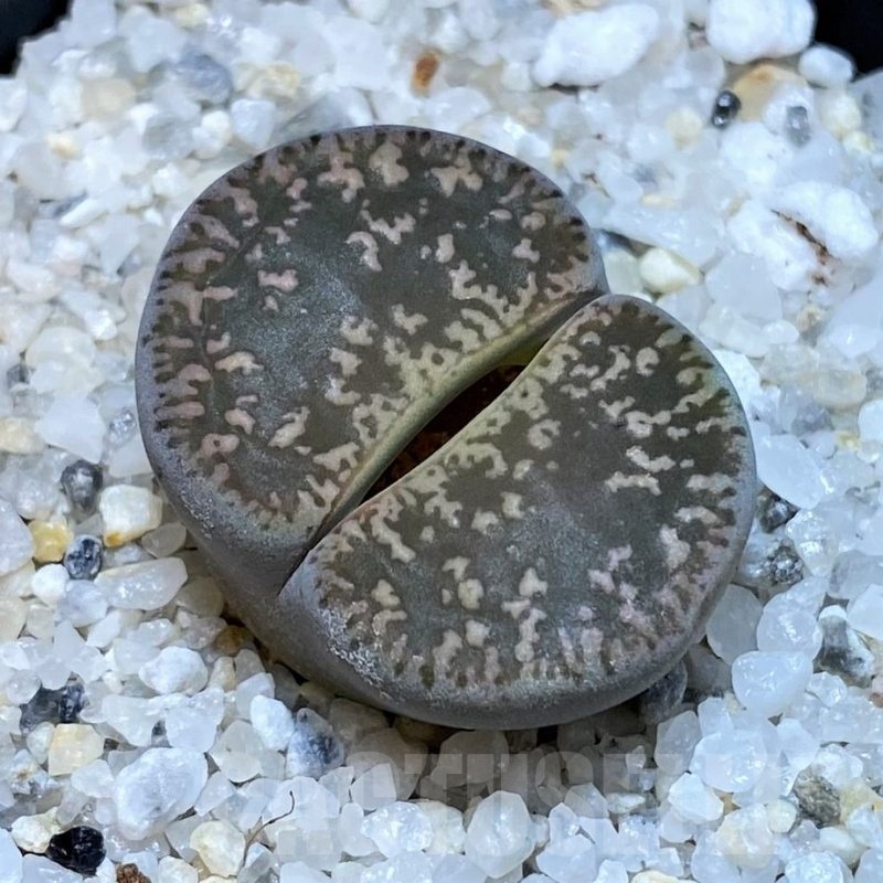 SH25045 Lithops lesliei v. venteri