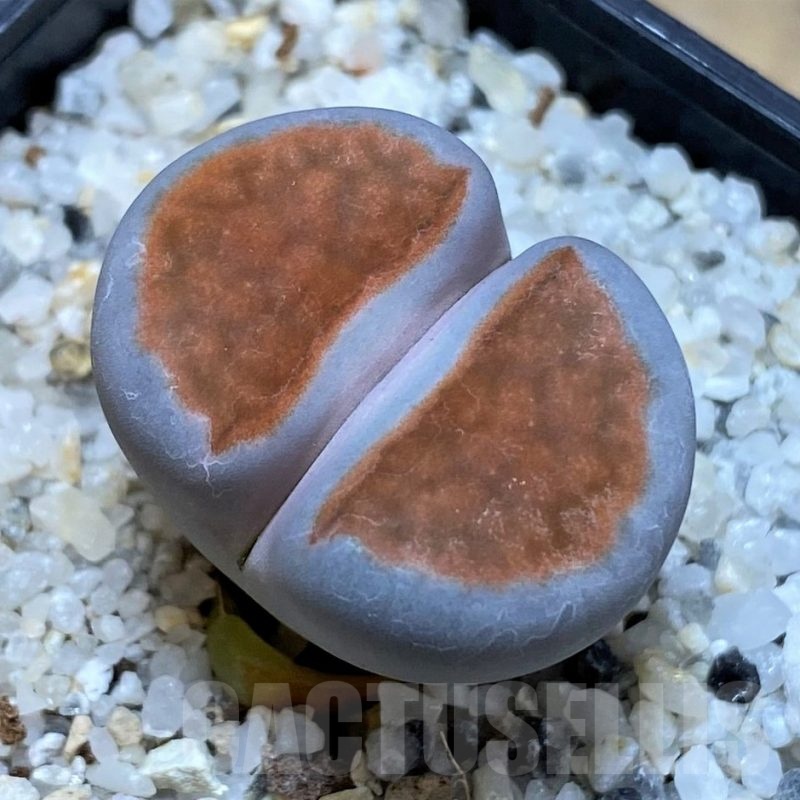 SH25046 Lithops karasmontana 'Top Red'