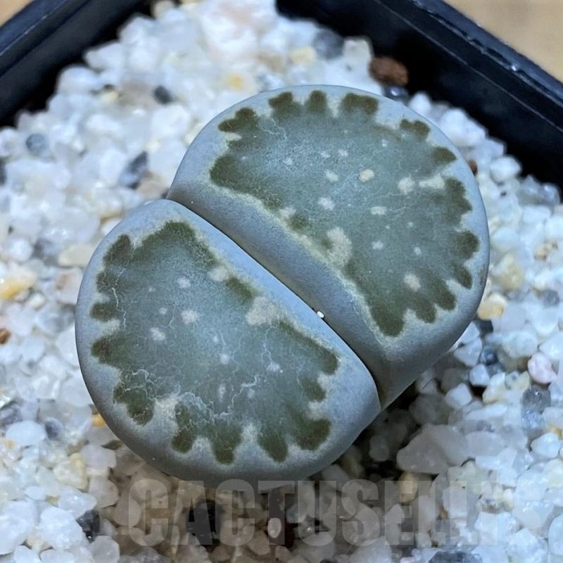 SH25047 Lithops salicola -select-