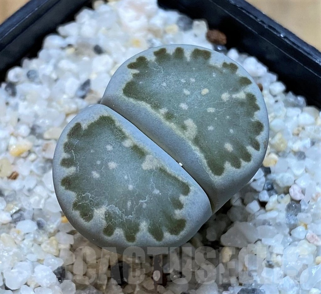 SH25047 Lithops salicola -select-