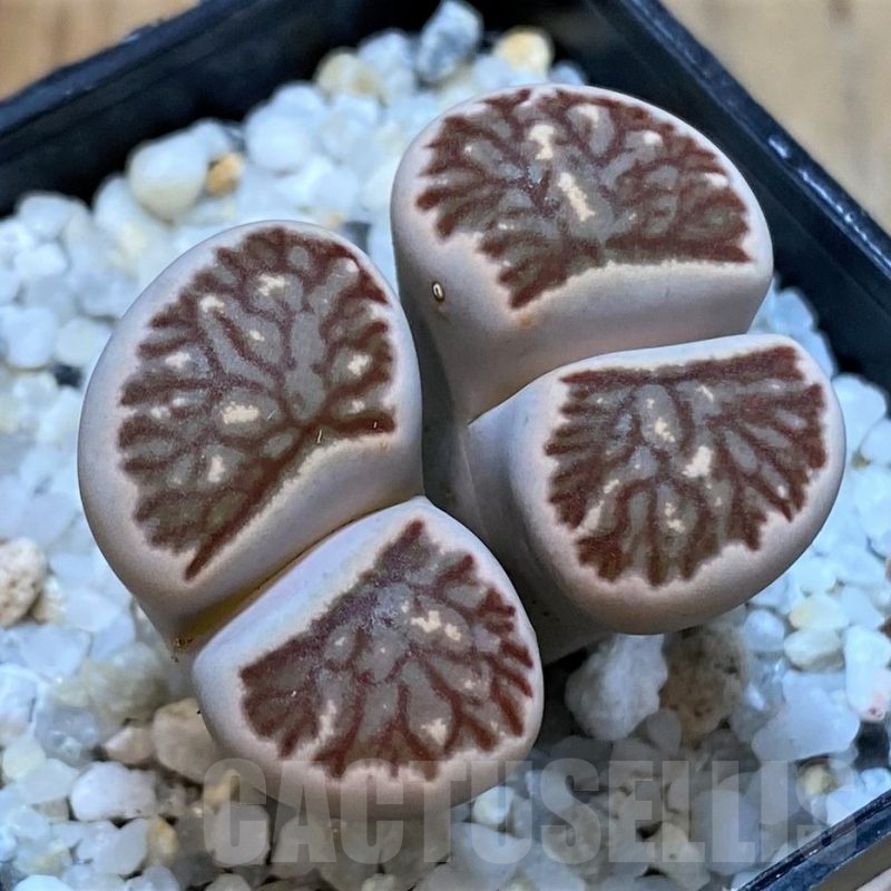 SH25048 Lithops julii ‘Kikushogiyoku’ hybrid