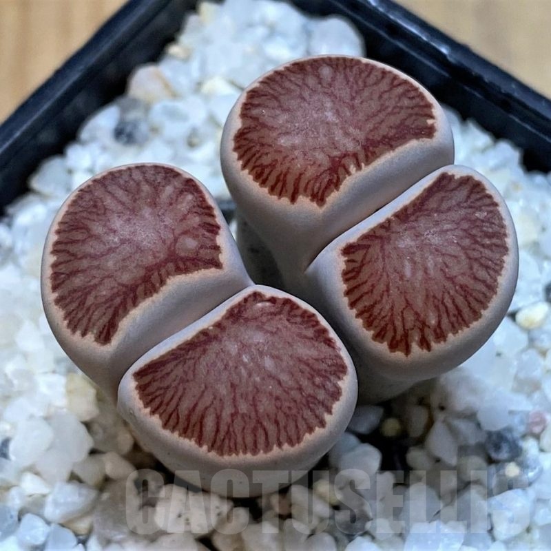 SH25049 Lithops julii ‘Kikushogiyoku’ hybrid
