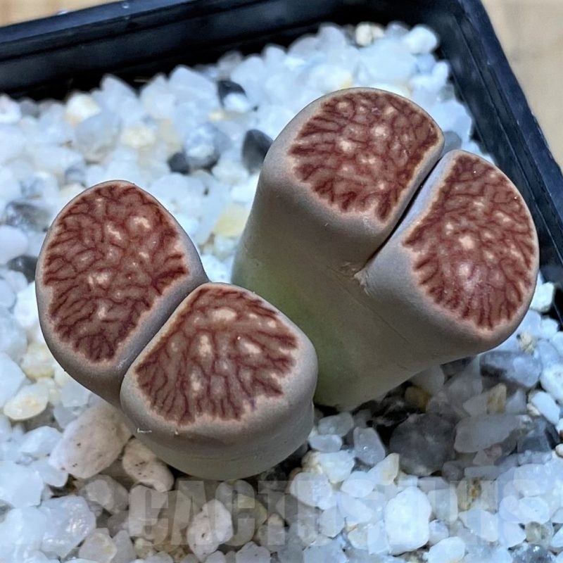 SH25050 Lithops julii ‘Kikushogiyoku’ hybrid
