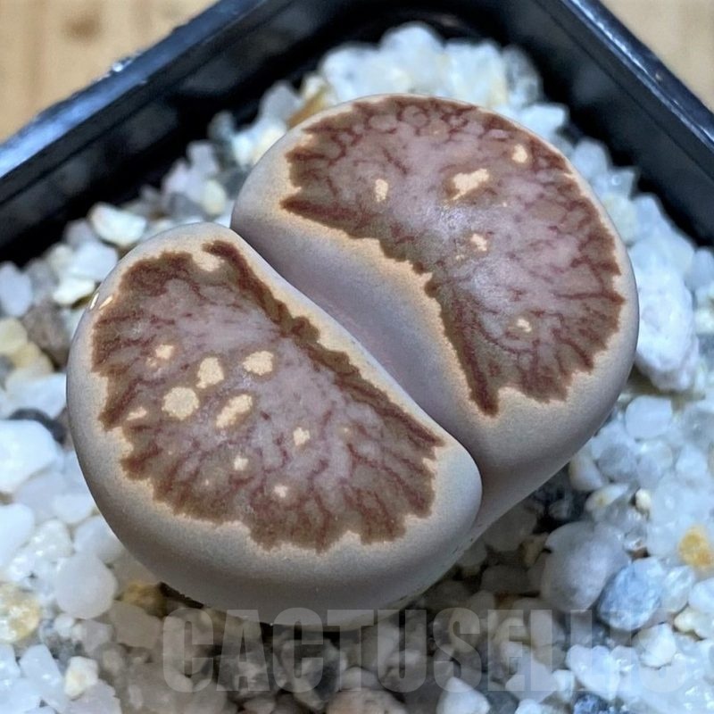 SH25051 Lithops julii ‘Kikushogiyoku’ hybrid
